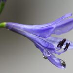 agapanthus