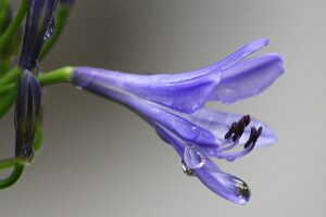 agapanthus