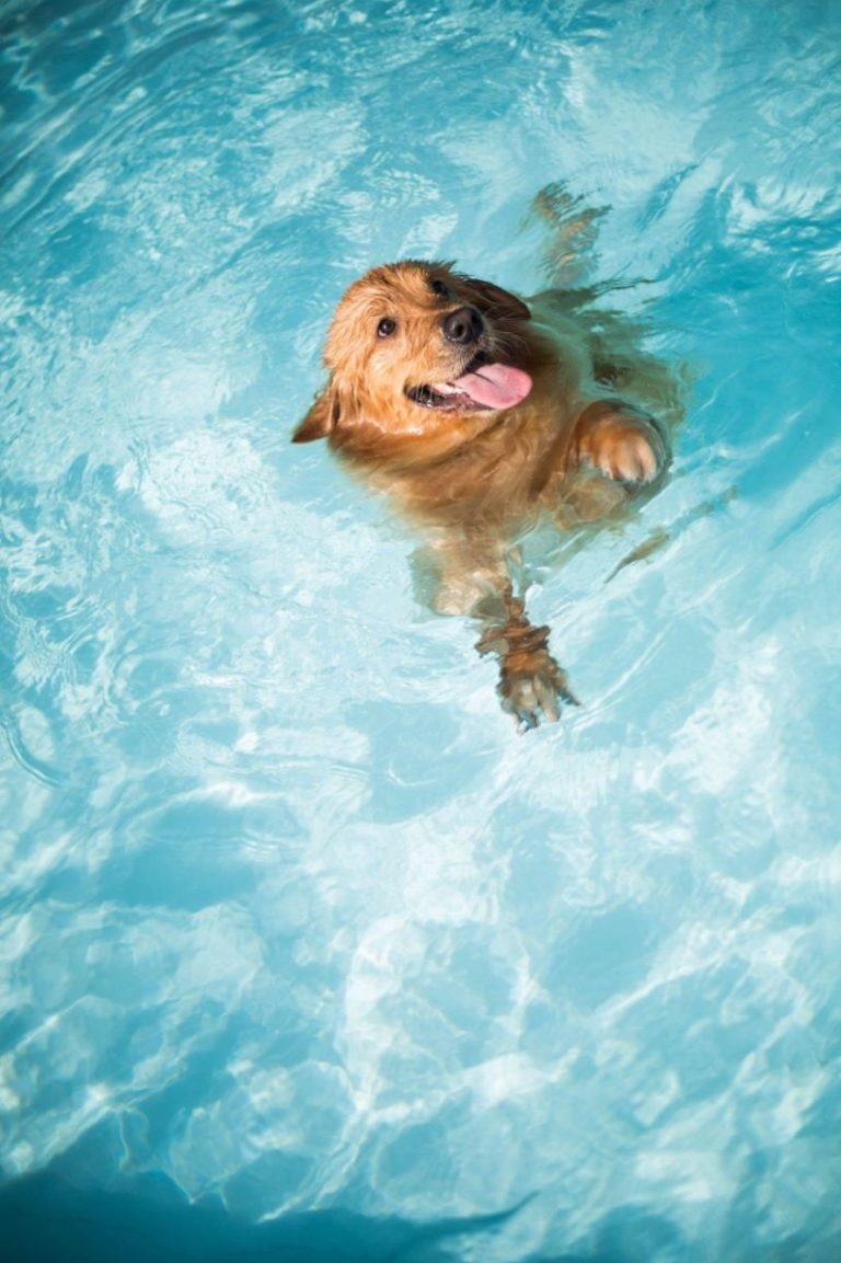 dog enjoy swimming pool refinishing