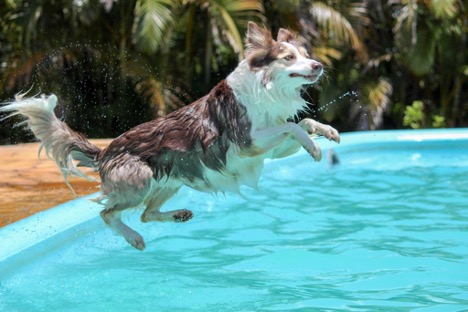 dog jumping on slat water pool